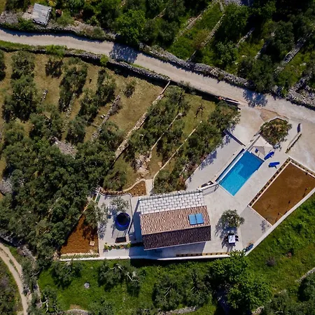 The Olive Tree * Sumartin